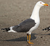 adult LBBG Dutch intergrade in September, ringed in the Netherlands. (85708 bytes)